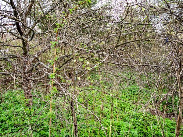 Underbrush Clearing in Lincoln