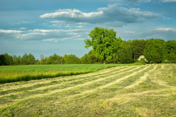 Cost of Vegetation Removal in Lincoln