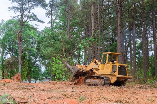 Forest Thinning in Lincoln
