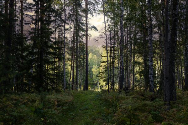 Cost of Pine Tree Clearing in Lincoln