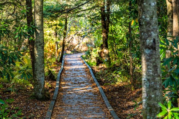 Cost of Trail Clearing in Lincoln