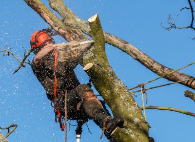 Land Clearing