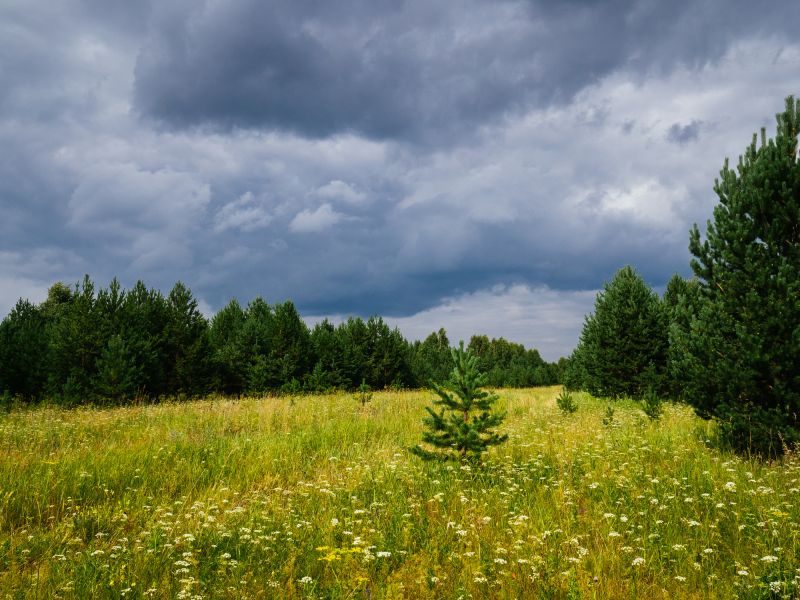 Acreage Clearing