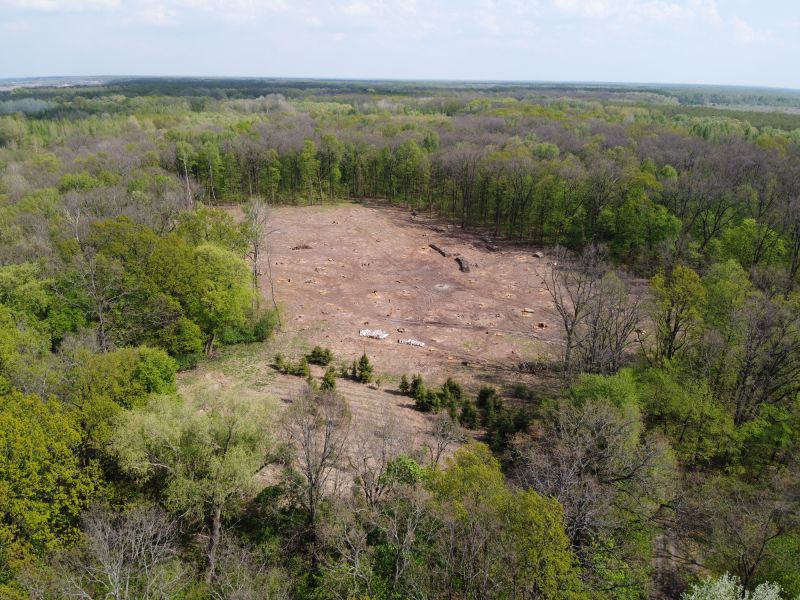 Forestry Clearing detail