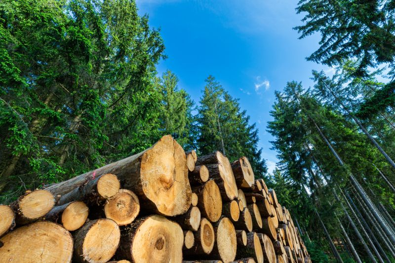 Forestry Clearing detail