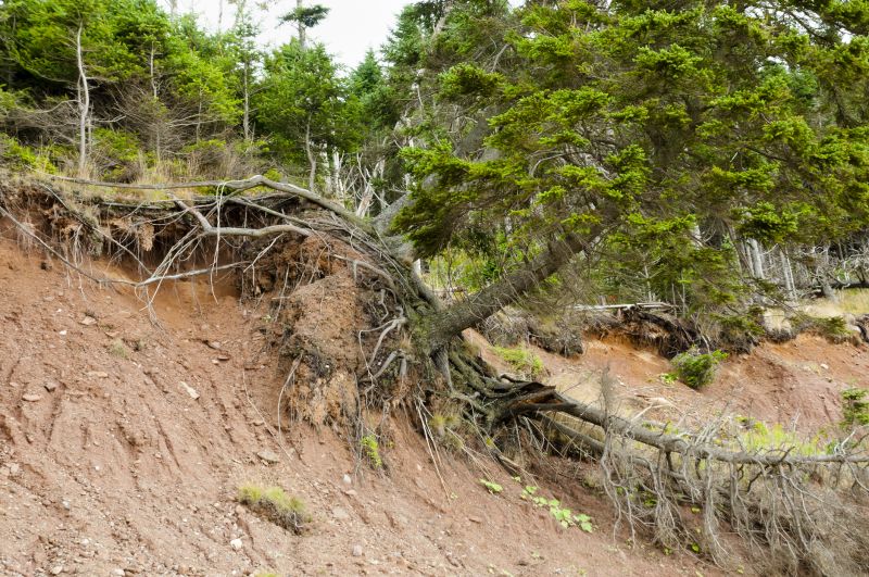 Wildfire Mitigation